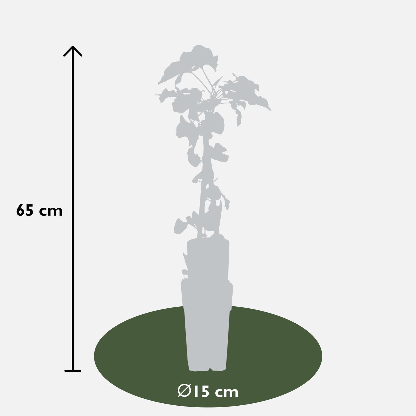 Fallopia baldschuanica – Brautschleier Kletterpflanze Ø15cm, ca. 65cm hoch