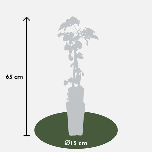 Fallopia baldschuanica – Brautschleier Kletterpflanze Ø15cm, ca. 65cm hoch