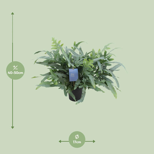 Phlebodium Aureum Blue Star - Pflegeleichter Blattschmuck Ø17cm