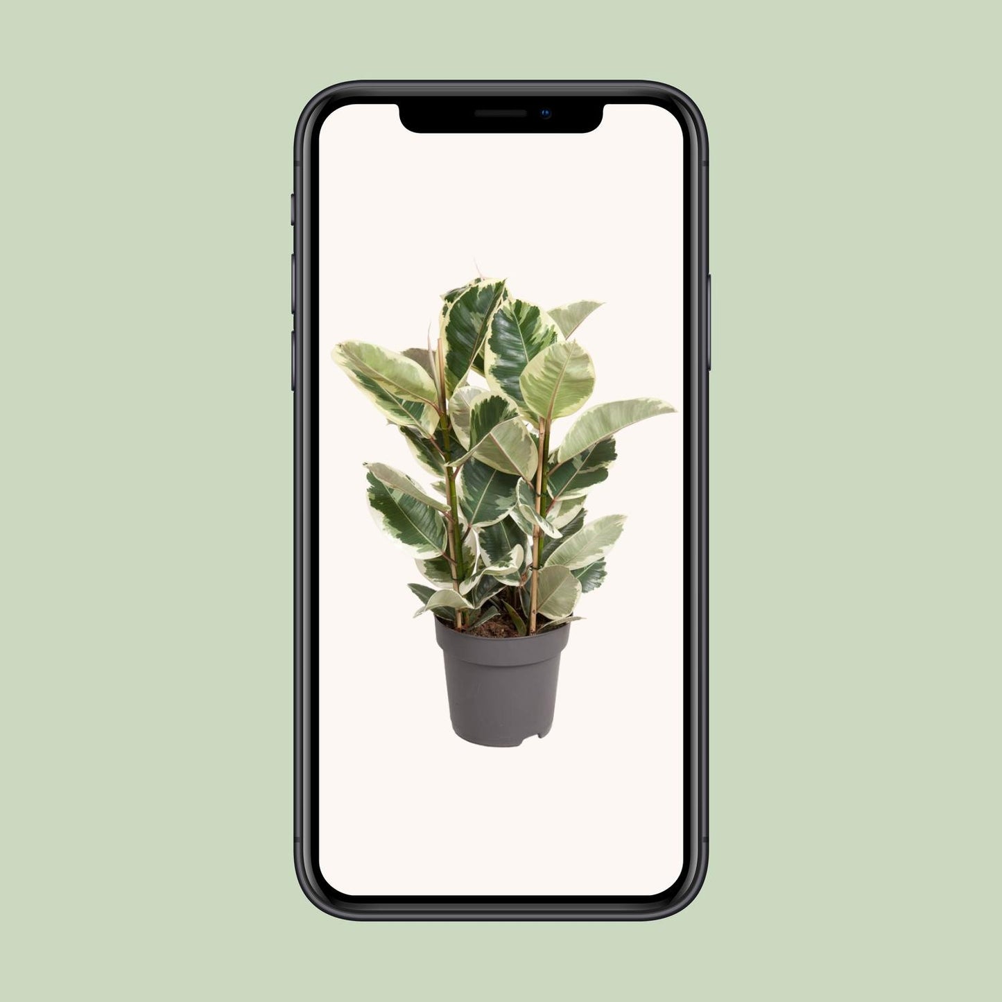 Ficus Elastica Tineke – Eleganter Gummibaum Ø27cm, 100cm hoch