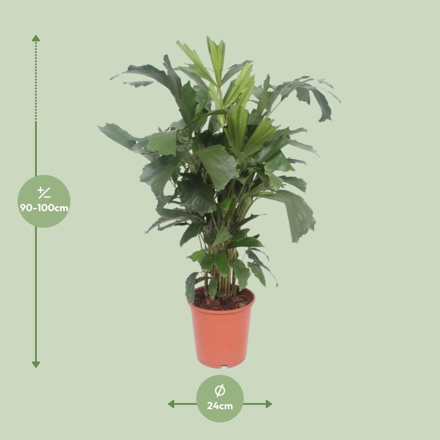 Caryota mitis – Fischschwanzpalme Ø24cm, 110cm hoch