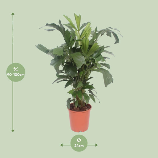 Caryota mitis – Fischschwanzpalme Ø24cm, 110cm hoch