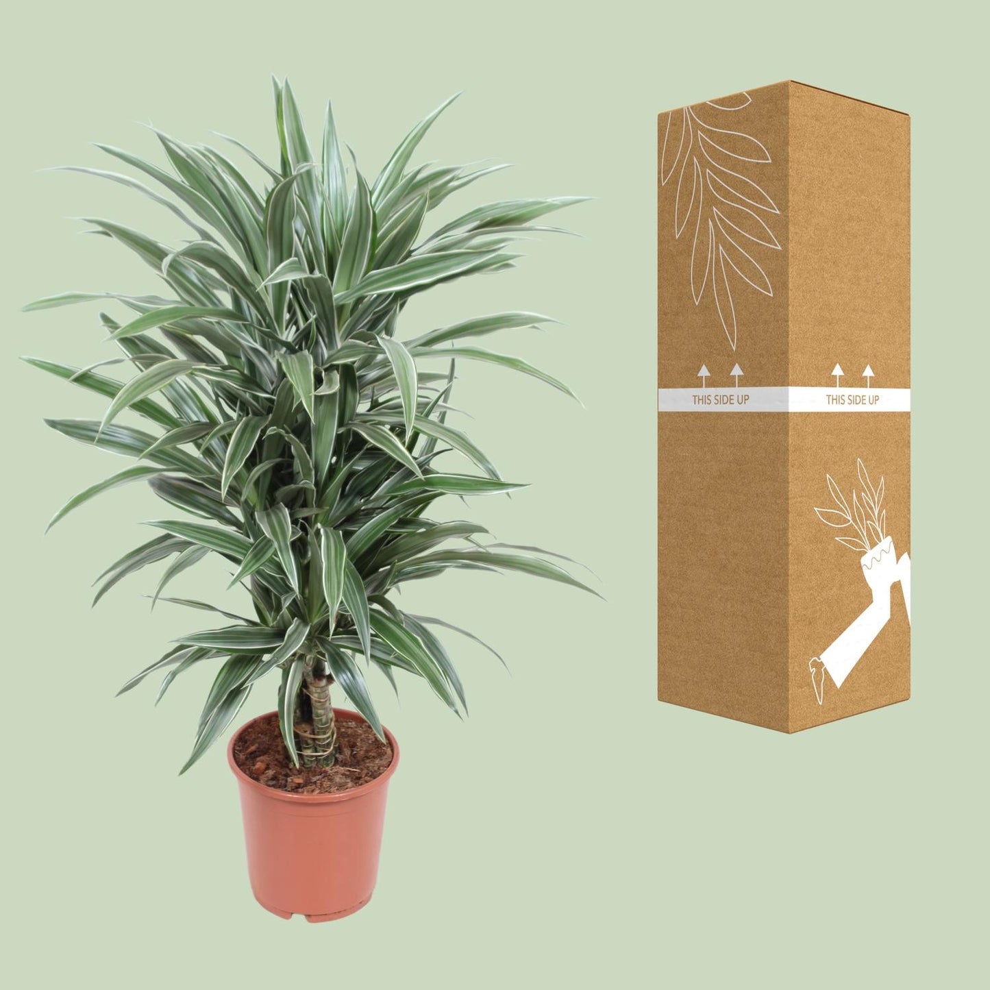 Dracaena Warneckei – Eleganter Drachenbaum Ø24cm, 100cm hoch