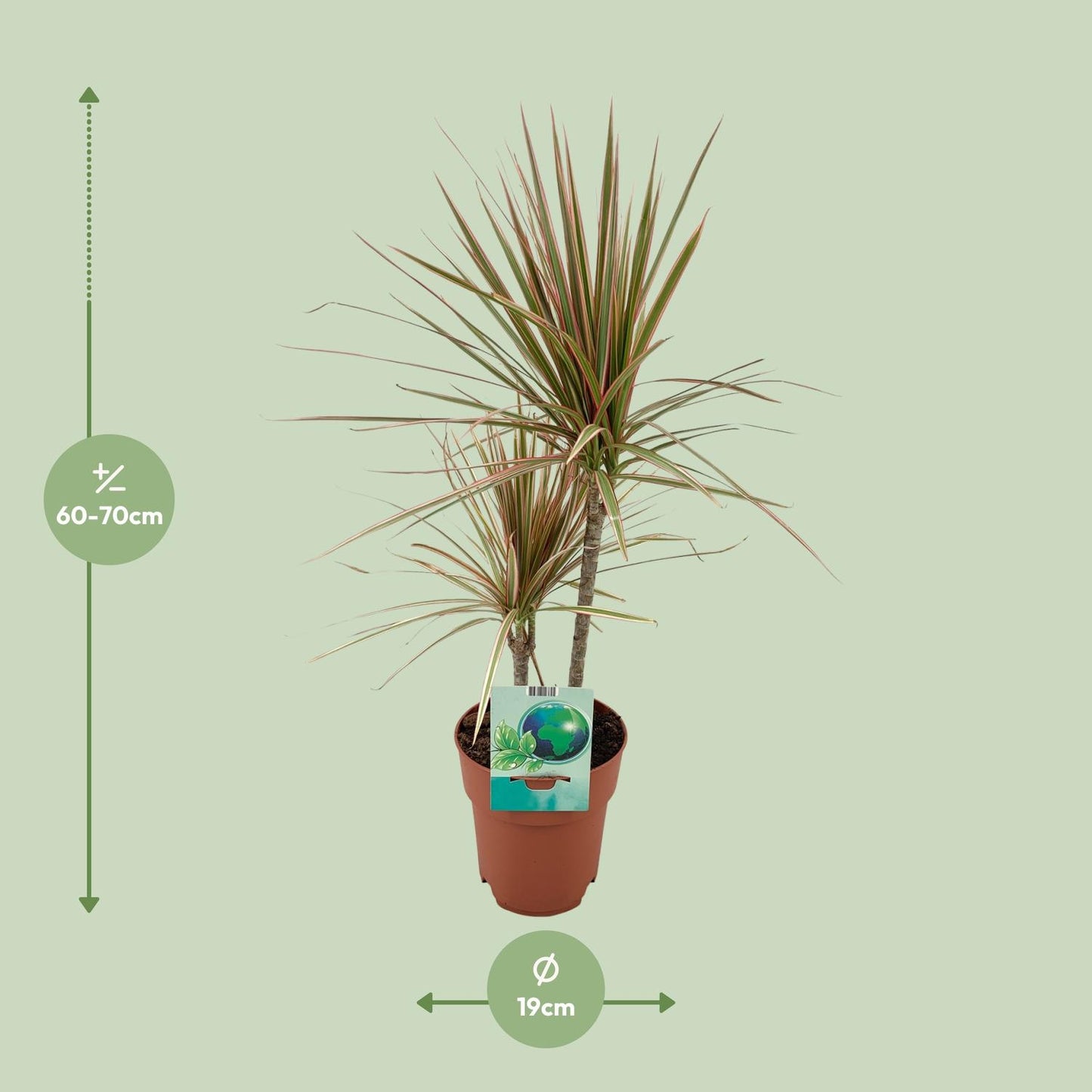 Dracaena Marginata Bicolor – stilvoll & pflegeleicht Ø19cm