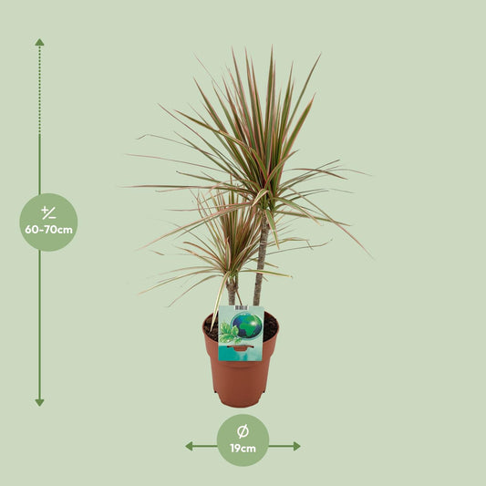 Dracaena Marginata Bicolor – stilvoll & pflegeleicht Ø19cm