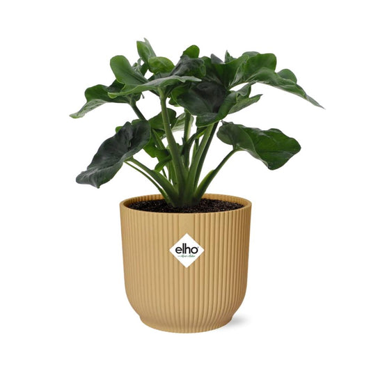 Philodendron Atom im ELHO Vibes Fold 14cm Topf Gelb