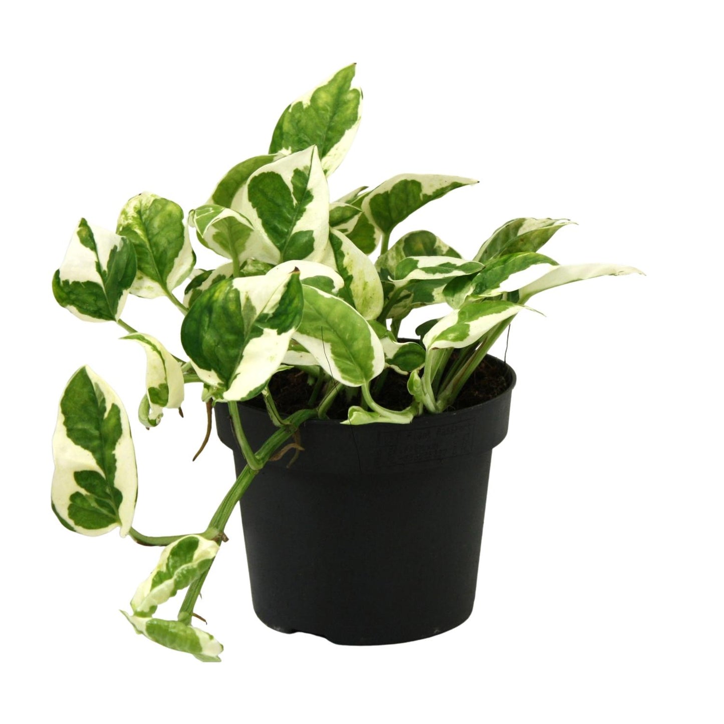 Scindapsus Epipremnum N'joy – Pflegeleichte Kletterpflanze Ø12cm