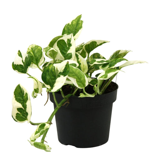 Scindapsus Epipremnum N'joy – Pflegeleichte Kletterpflanze Ø12cm