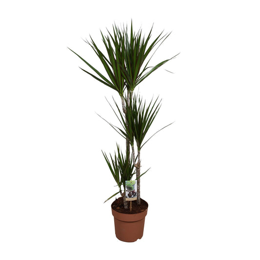 Dracaena Marginata – Pflegeleichter Drachenbaum Ø21cm, 120cm hoch