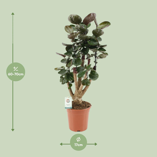 Polyscias Fabian – Pflegeleichte Zimmerpflanze Ø17cm, 65cm hoch