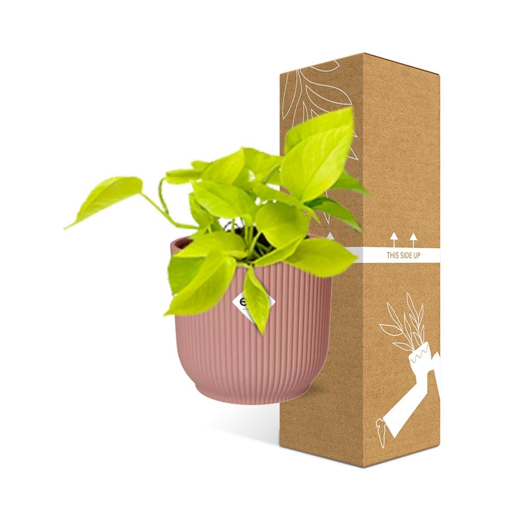 Epipremnum Pinnatum ‘Golden Pothos’ in ELHO Vibes Fold 14cm rosa