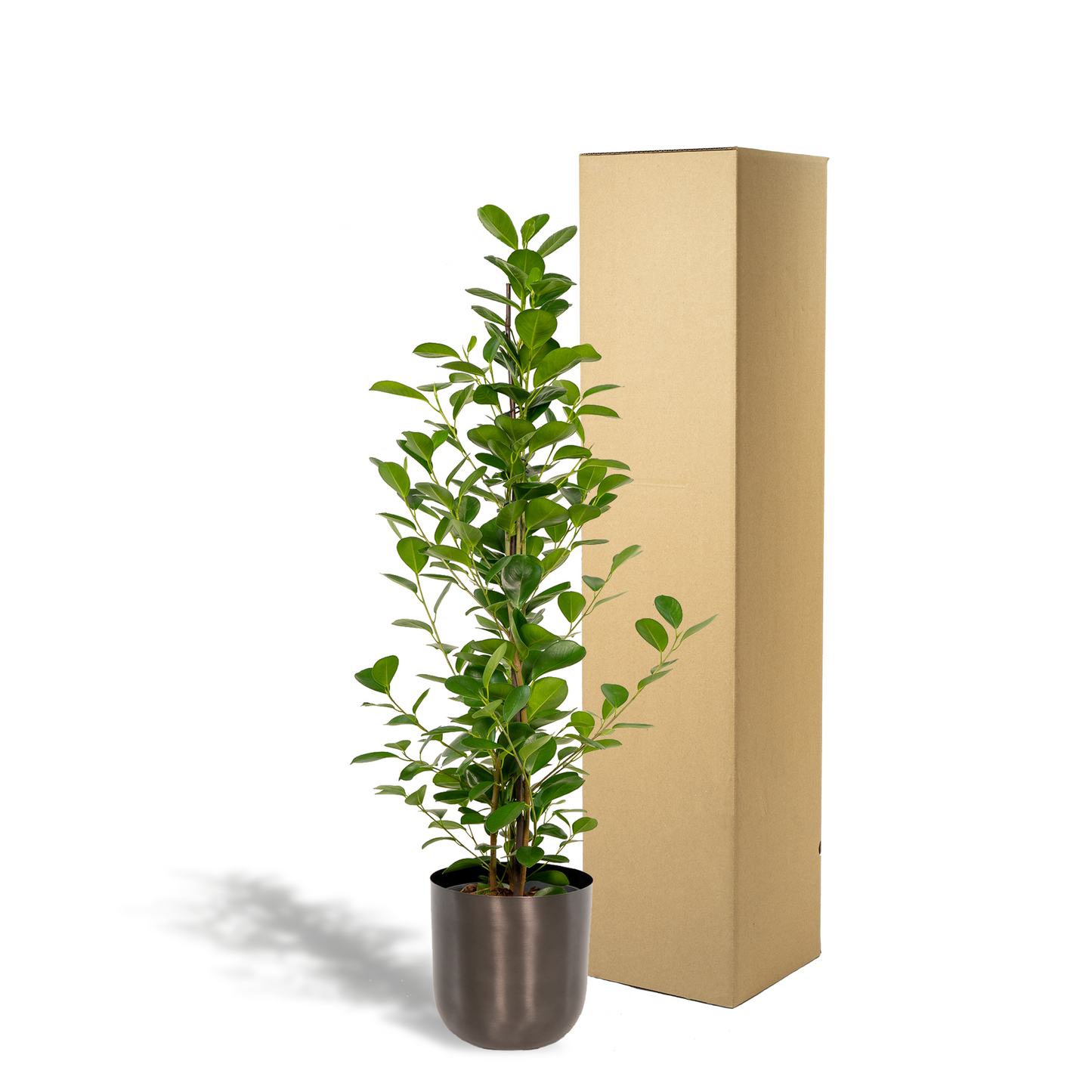 Ficus microcarpa Moclame Ø21cm – Stilvolle XXL-Zimmerpflanze