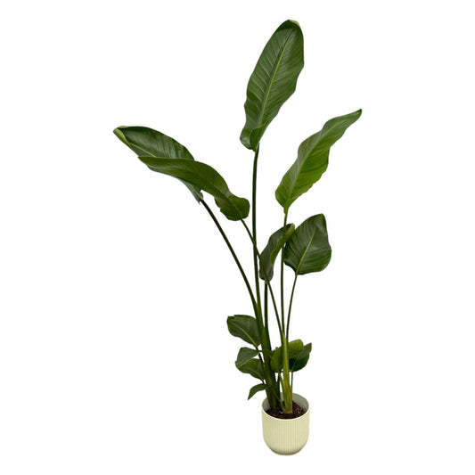 Strelitzia Nicolai mit elho Vibes Fold Round Weiß – 100 cm