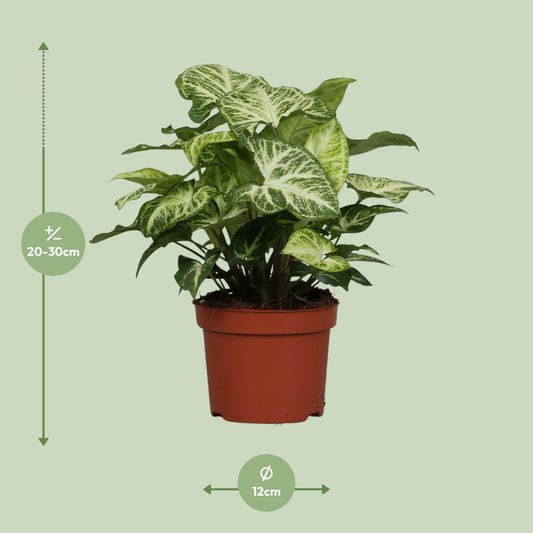 Syngonium Arrow – kompakte, pflegeleichte Zimmerpflanze Ø12cm