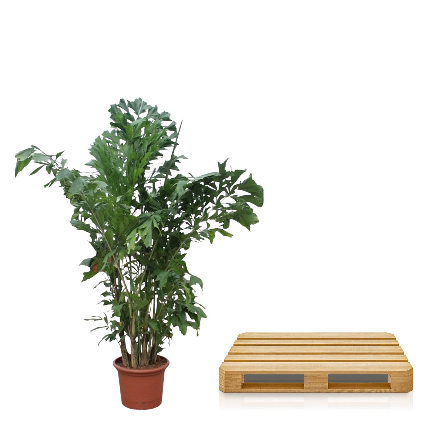 Caryota Mitis - Fischaal-Palme 220 cm ø45 cm