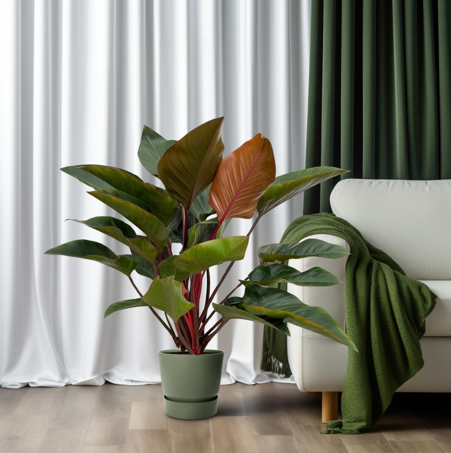 Philodendron Red Beauty – Pflegeleichte XXL-Zimmerpflanze Ø27cm