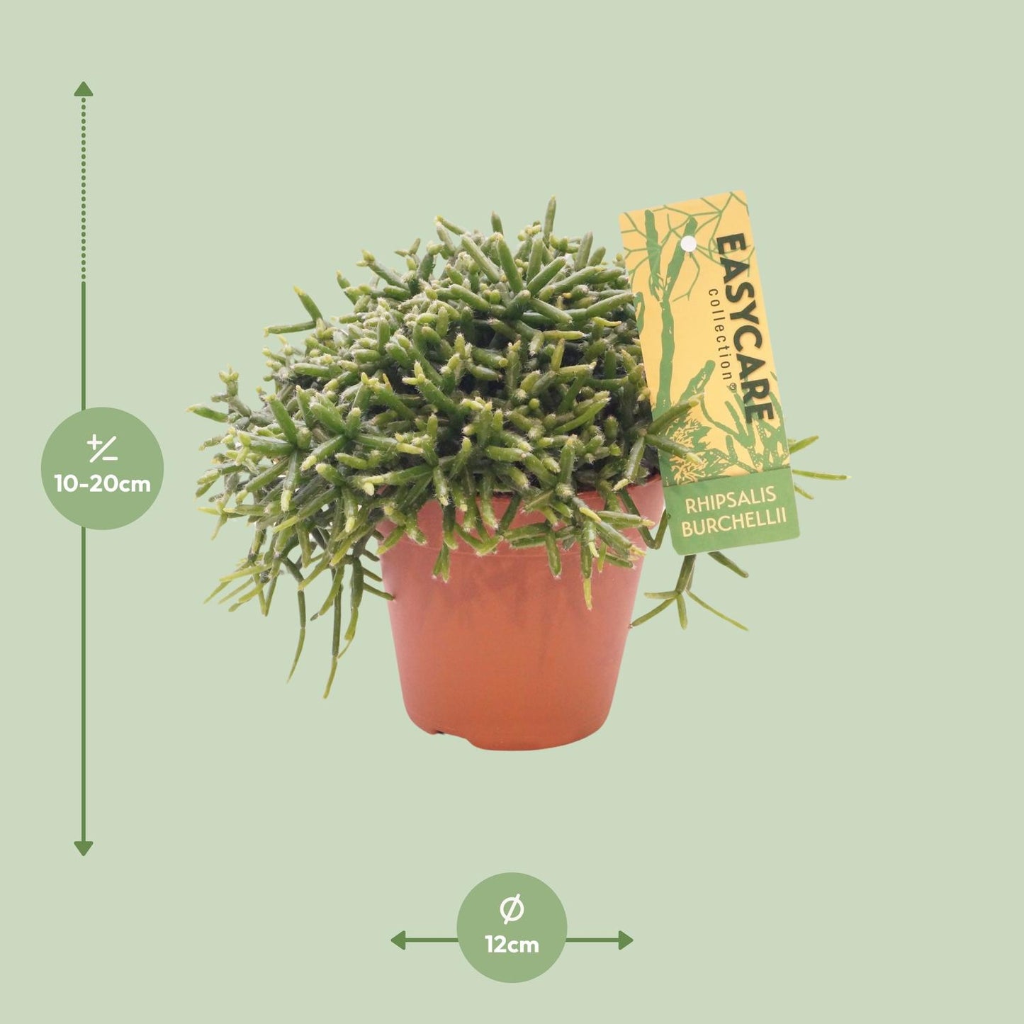 Rhipsalis Burchellii – Pflegeleichter Mistelkaktus Ø12 cm