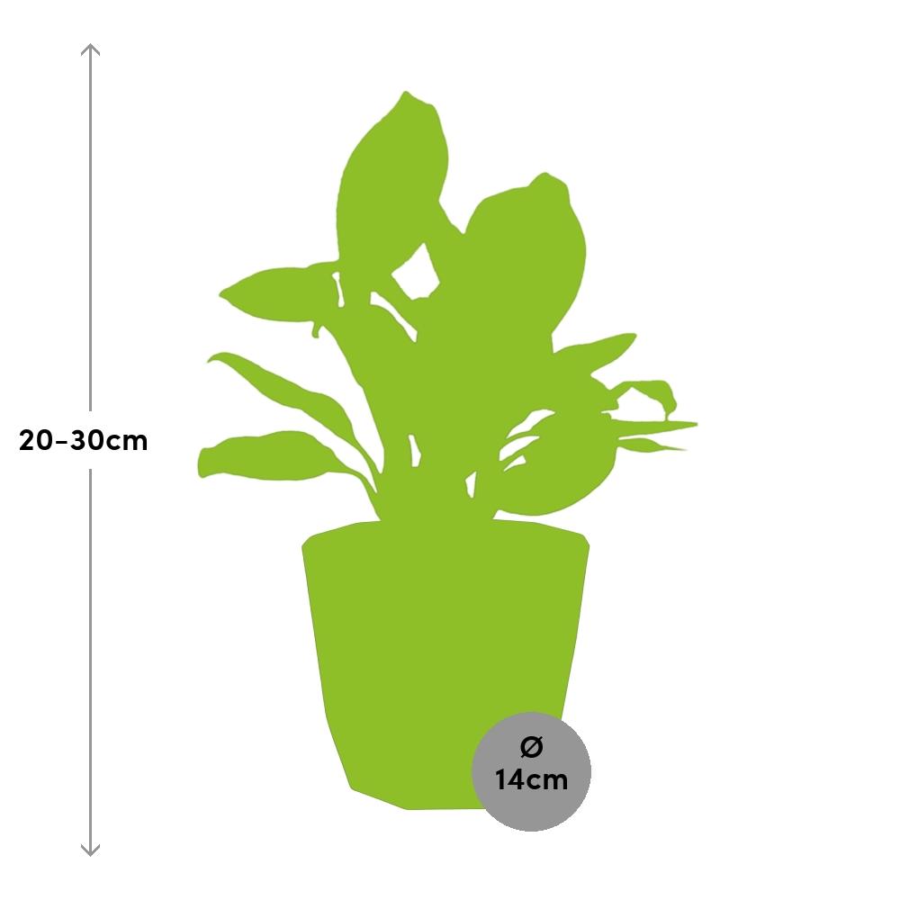 Aglaonema Christina – pflegeleichte Zimmerpflanze 14cm