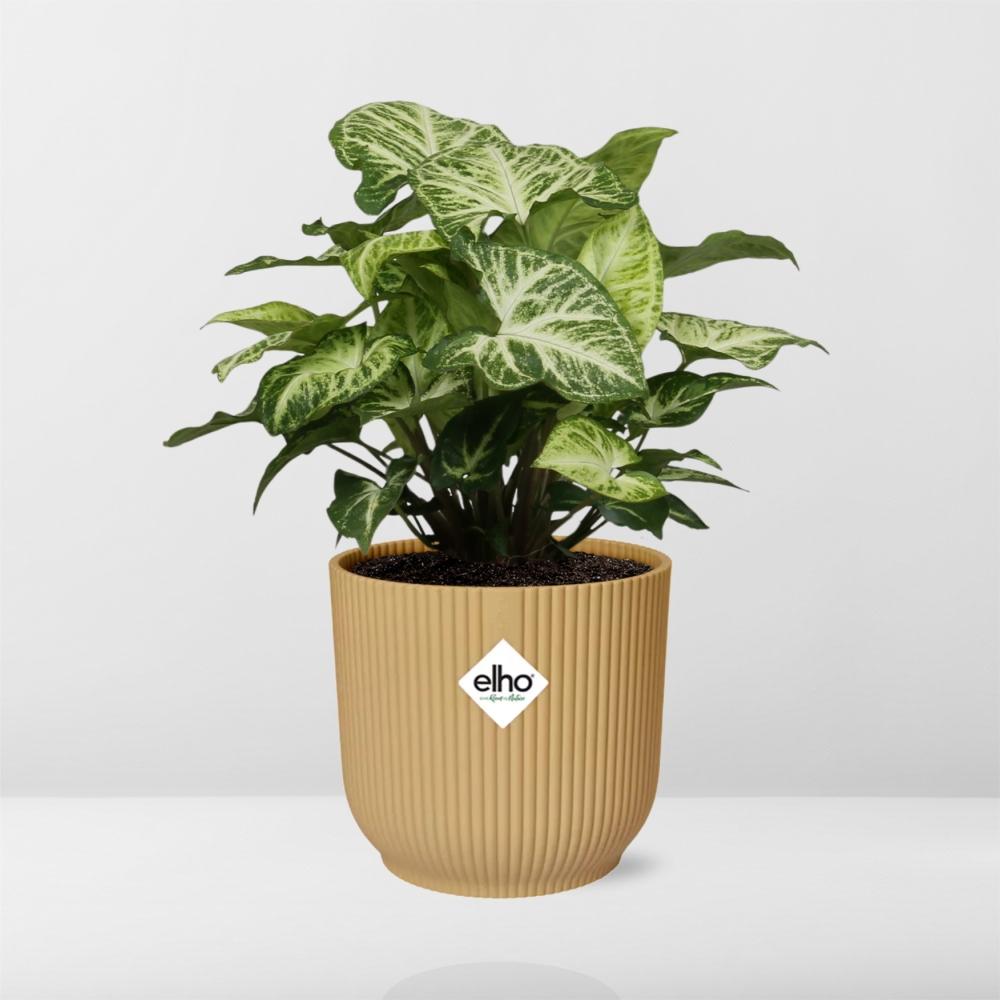 Syngonium Arrow im ELHO Vibes Fold Topf 14cm Gelb