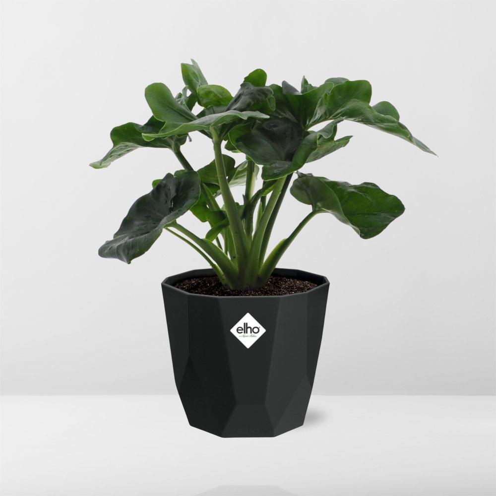 Philodendron Atom – pflegeleichte Zimmerpflanze in 14 cm Topf