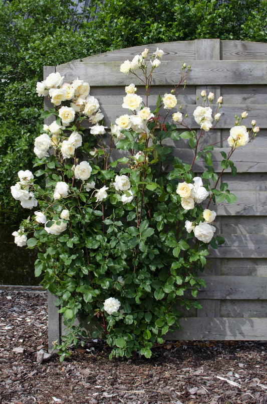 3x Kletterrose ‚Crazy in Love Vanilla‘ Ø15cm, 65cm hoch