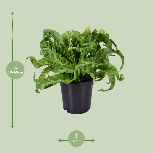 Asplenium Antiquum – Eleganter Milzfarn Ø17cm, Höhe 40cm