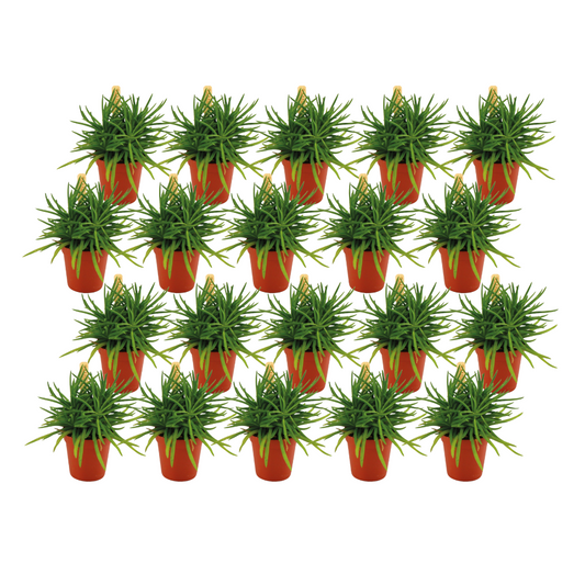 Senecio Himalaya Set – 20 pflegeleichte Sukkulenten Ø5,5cm