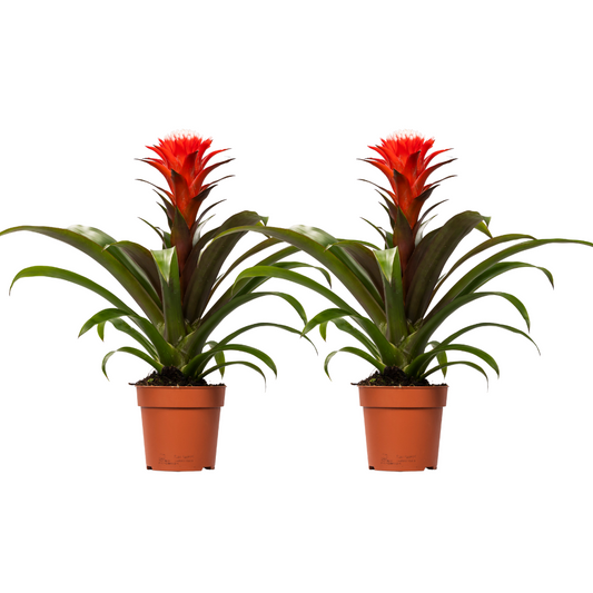 Guzmania Hope – 2er-Set, Ø12cm, Höhe ca. 40cm