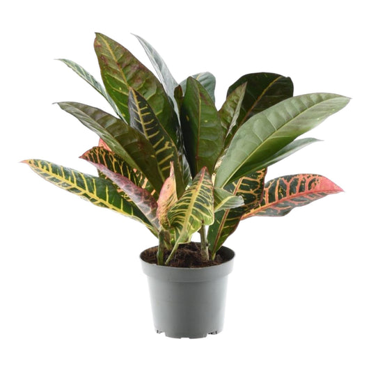 Codiaeum variegatum 'Petra' – Pflegeleichter Blattstar 30 cm