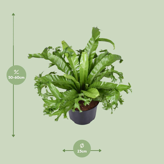 Asplenium Nidus Crissie – Pflegeleichter Vogelnestfarn Ø23cm