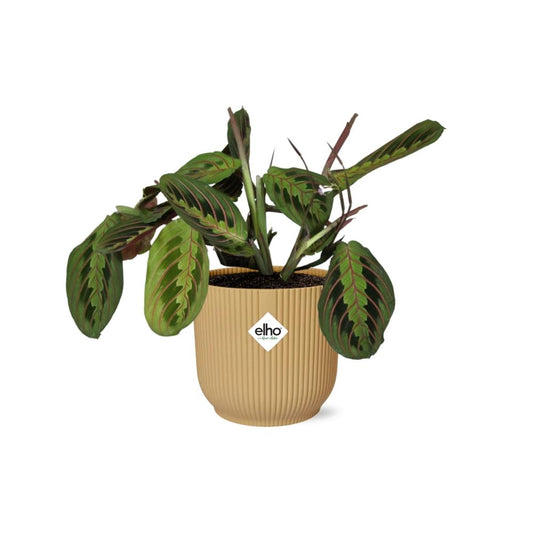 Maranta Leuconeura ‘Fascinator’ Tricolor im ELHO Vibes Fold 14cm Topf