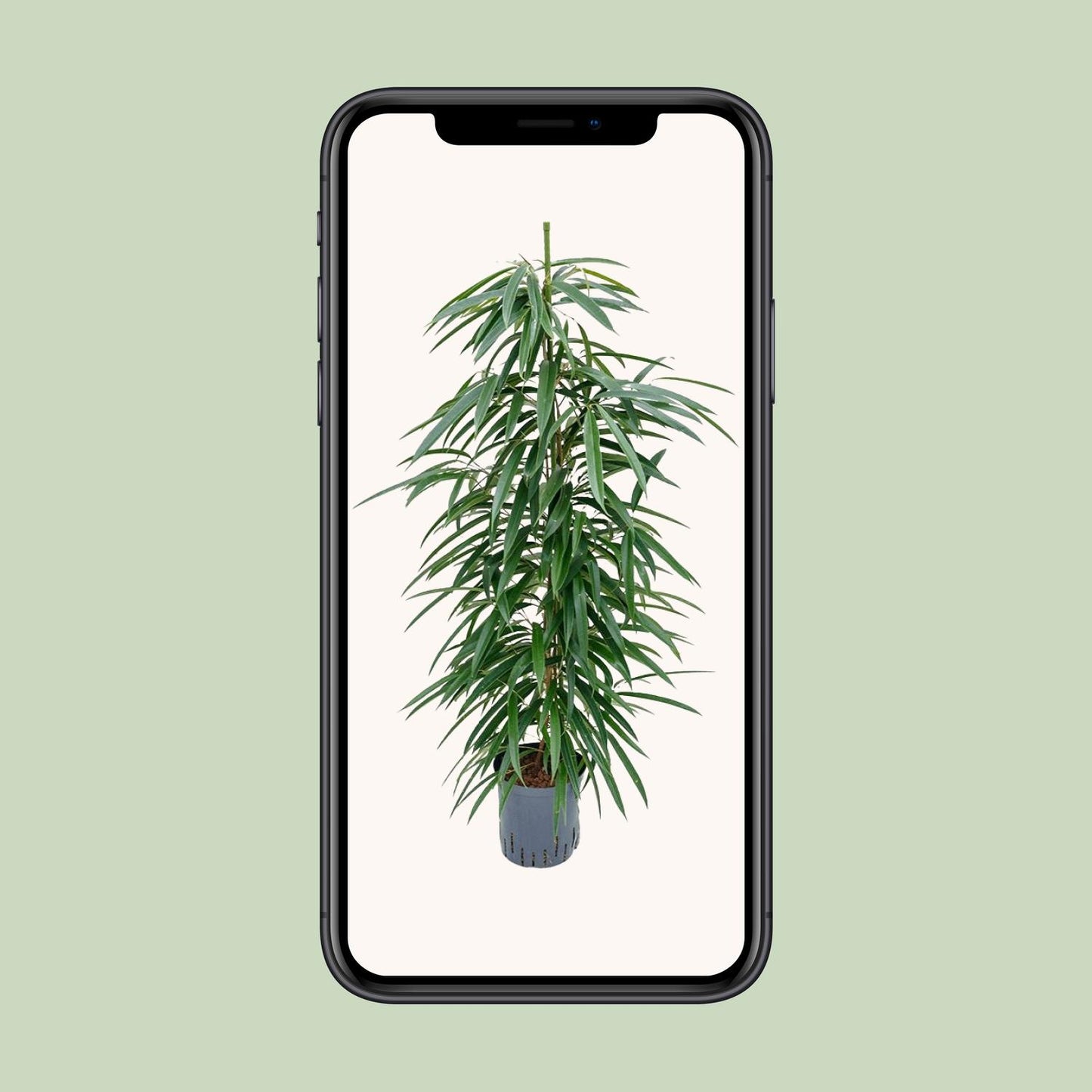 Ficus Binnendijkii 'Alii' (HYDRO) – pflegeleichter Zimmerbaum Ø18cm