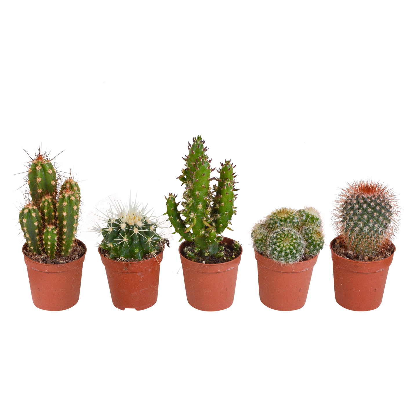 Kakteenmischung 5er Set 5,5 cm – pflegeleicht & dekorativ