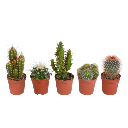 Kakteenmischung 5er Set 5,5 cm – pflegeleicht & dekorativ