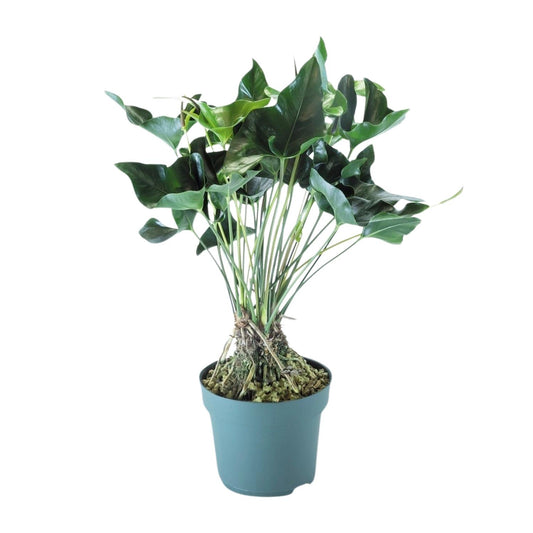 Anthurium Arrow – Pflegeleichte XXL-Zimmerpflanze Ø30cm