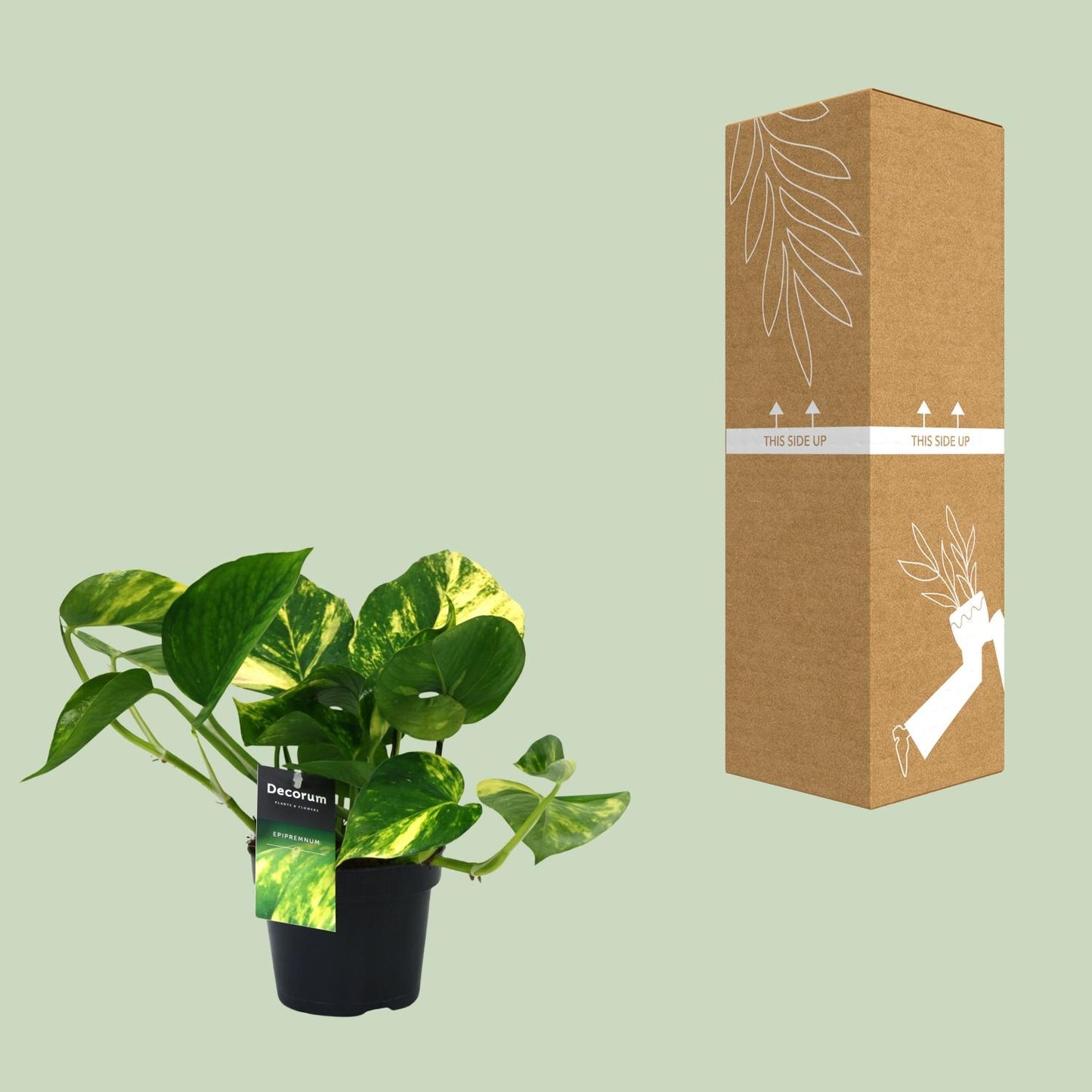 Scindapsus Aureum – Pflegeleichte Zimmerpflanze Ø12cm
