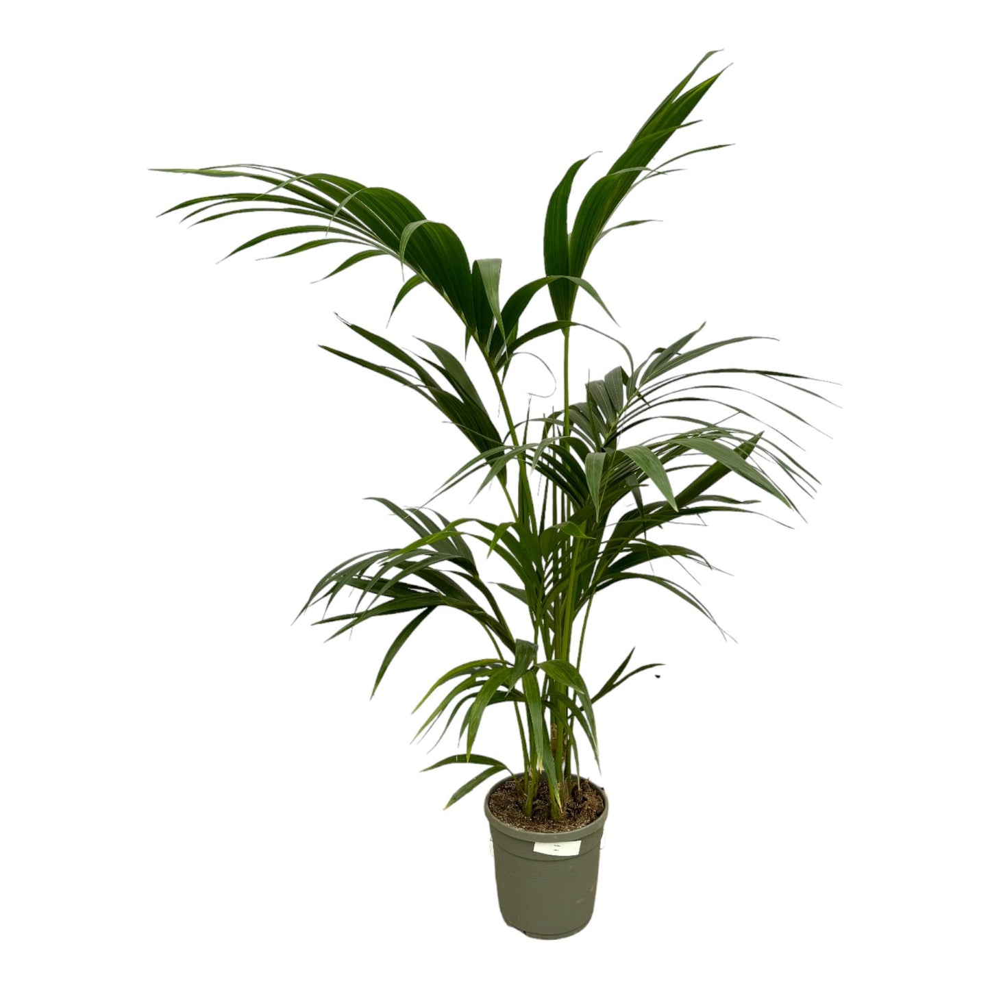 Kentia-Palme – Elegante Zimmerpflanze 130 cm