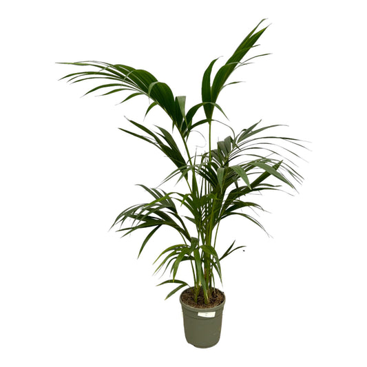 Kentia-Palme – Elegante Zimmerpflanze 130 cm