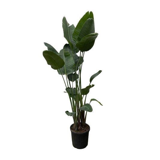 Strelitzia Nicolai XXL – Weißer Paradiesvogel 250 cm
