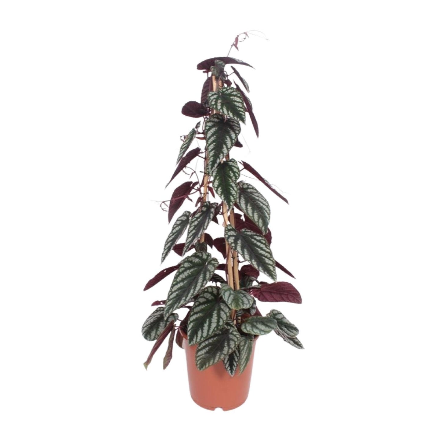 Cissus Antarctica – Pflegeleichte Kletterpflanze Ø24cm, 100cm hoch