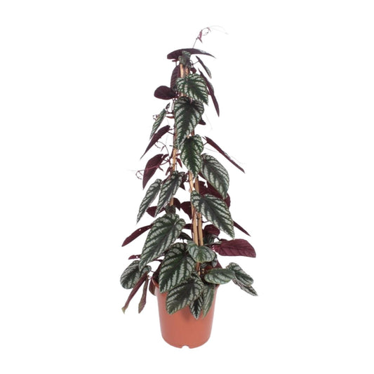 Cissus Antarctica – Pflegeleichte Kletterpflanze Ø24cm, 100cm hoch