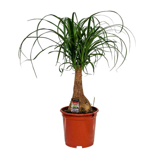 Beaucarnea Nolina Elefantenfuß Ø19cm, Höhe 60cm