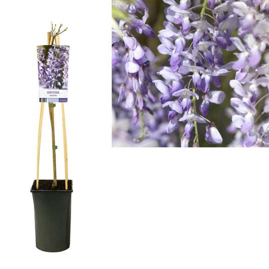 Wisteria Sinensis – Chinesischer Blauregen Ø17cm, 75cm hoch