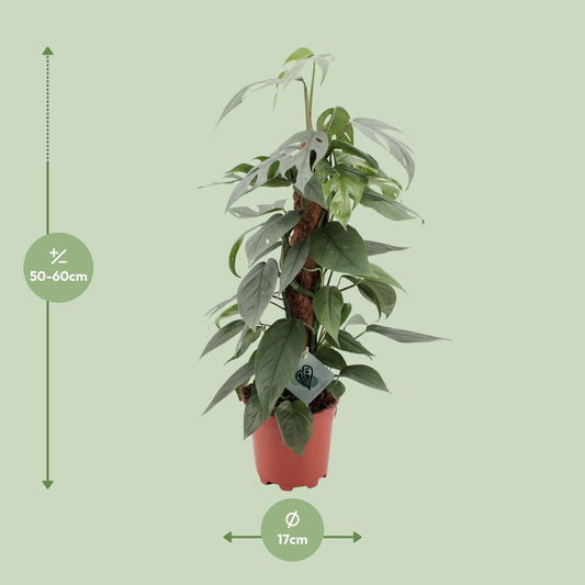 Epipremnum Pinnatum Cebu Blue – Pflegeleichter Goldener Efeu Ø17cm