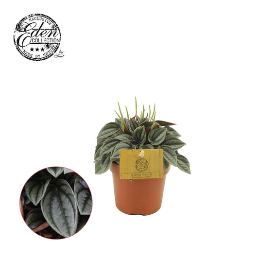 Peperomia Napoli Nights – Pflegeleichte Zimmerpflanze Ø10,5cm