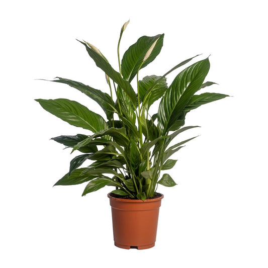 Spathiphyllum Vivaldi – Elegante Friedenslilie Ø17cm, 70cm hoch