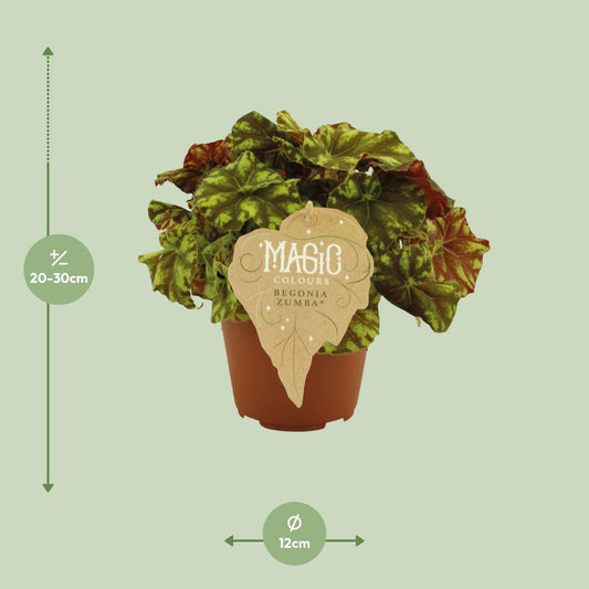 Begonia Rex Zumba – Pflegenleichte Königsbegonie Ø12 cm