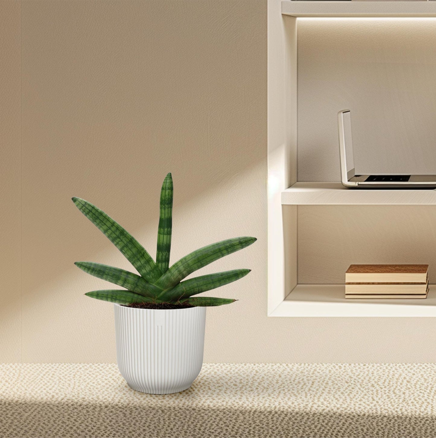 Sansevieria Skyline – Pflegeleichter Bogenhanf 25 cm