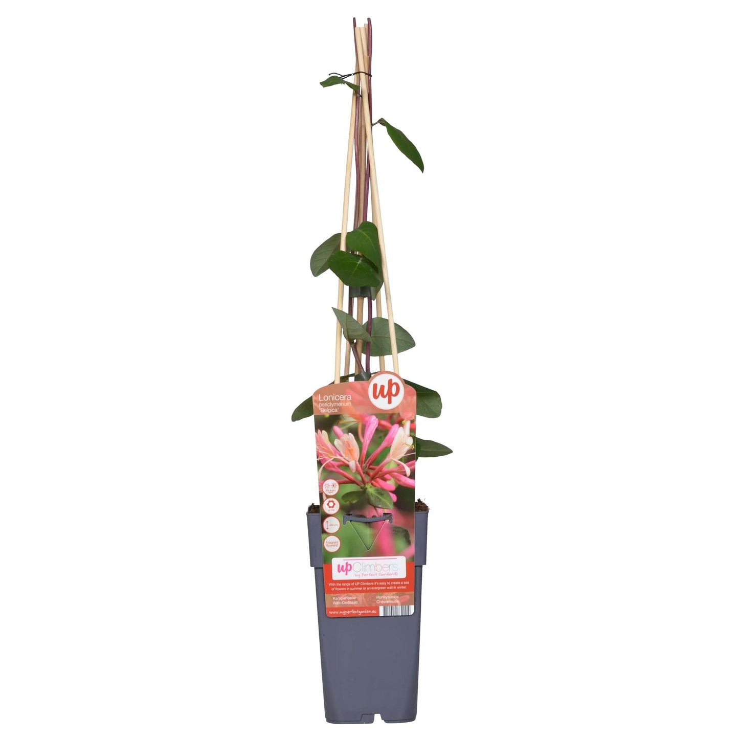 Lonicera periclymenum 'Belgica' – Duftende Kletterpflanze Ø15cm