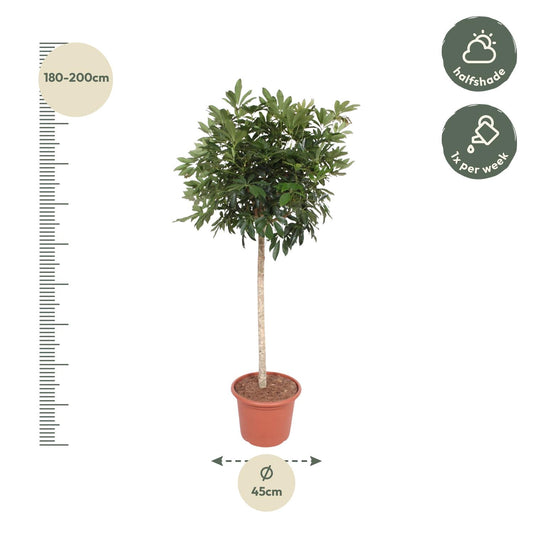 Schefflera Arboricola Compacta – Große, pflegeleichte Zimmerpflanze